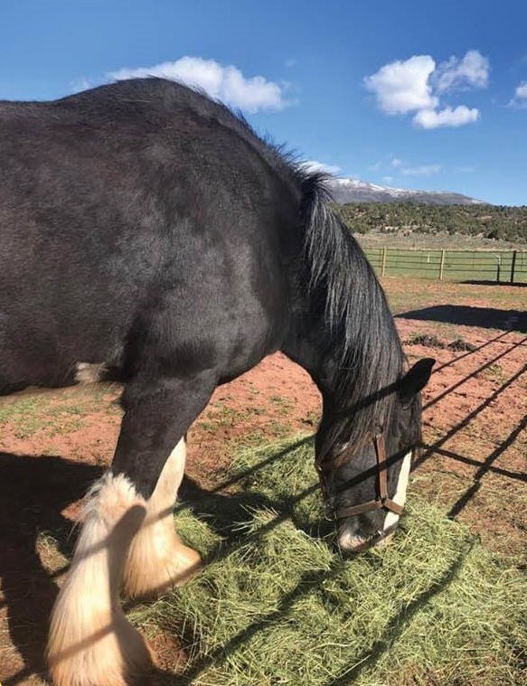 Horse eating hay