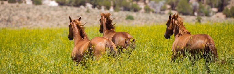 Horses in the pasture