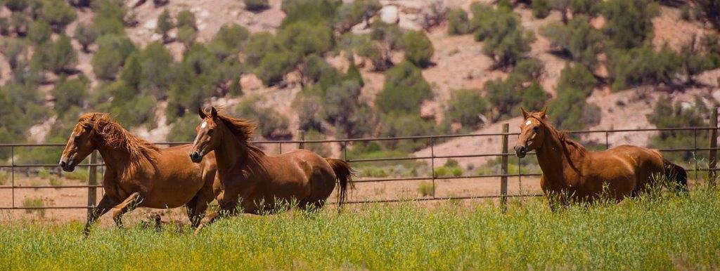 Horses in McCoy