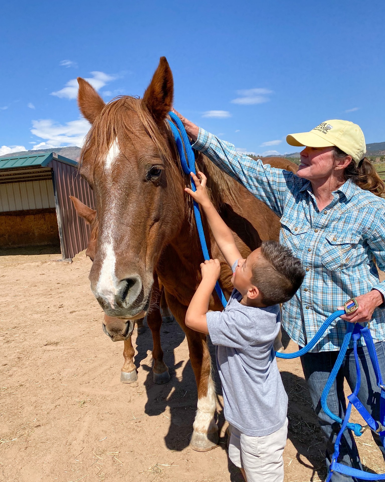 Boy haltering horse