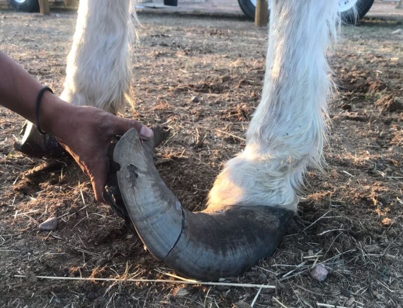 Bossy's feet before trim