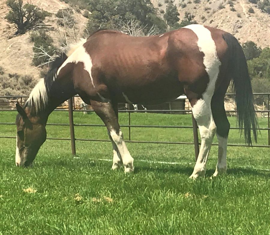 Dakota at his foster home